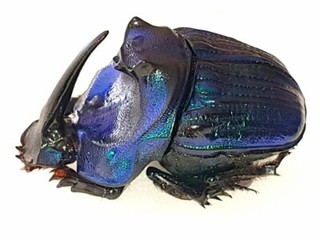 MEGAPHANAEUS LANCIFER MALE GIANT!!! XXL SIZE!!! 44MM SCARABAEIDAE BRAZIL