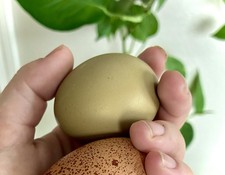 6 Marsbar Olive Egger Hatching Eggs