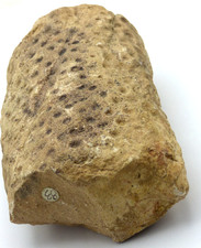 Carboniferous Fossil Wood Stigmaria Ficoides Giant Lycopod North UK + Stand