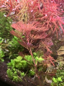 Purple Cabomba 5x Stems