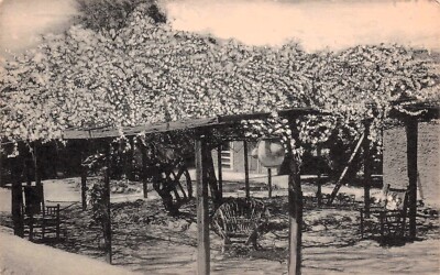 Tombstone AZ Climbing Rose Tree Inn Bush White Lady Banks Vtg Postcard E16