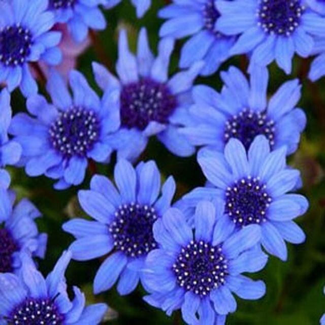 Blue Daisy-Felicia Heterophylla Blue- 25 seeds- BOGO 50% off SALE Blue Daisy-Felicia Heterophylla Blue- 25 seeds- BOGO 50% off SALE