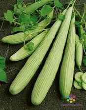 25+ Armenian Pale Green Cucumber Seeds for Garden - USA - FREE SHIPPING!