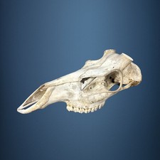 552KU Crane de cerf, bois de cerf, massacre, trophée, Diametre 40mm 