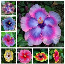 200 Mixed Hibiscus Seeds Pink Purple Rose of Sharon Ornamental Shrub