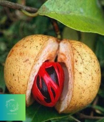 Pure Dried Best Nutmeg Without Shell Ayurveda Natural Organic herbal and spice