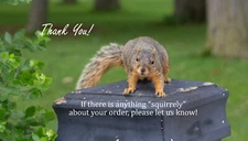 100 eBay Seller Squirrel Funny Single Sided Thank You Business Cards Free Ship