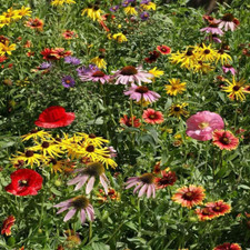 Outsidepride Midwest Wildflower Seed Mix - 1 Lb. Premium Blend of Annual & Peren 42.40 per gallon