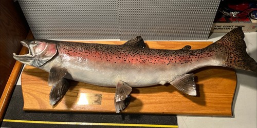 Steelhead Trout Fish Taxidermy Wall Mount Art Wildlife 35.5in 11lbs .3oz Exc.Co.
