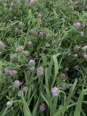 Red Clover Tops Whole Flower Herb 1oz Natural Women Hormonal & Detox