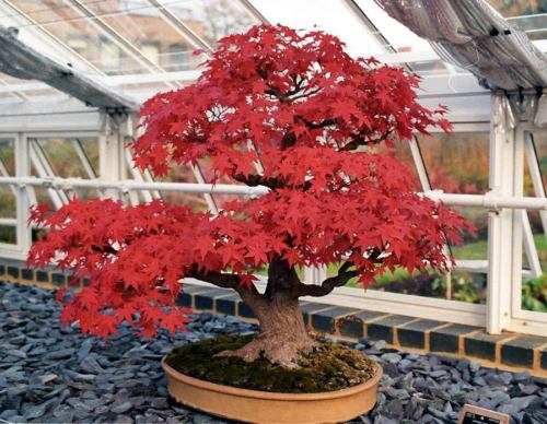 Arce Rojo Acer Rubrum bonsai 20 semillas - seeds bonsai