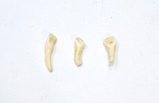 African Cows Teeth Jewelry Making Beads