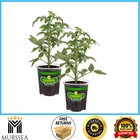 Bonnie Plants 2 Pack Big Beef Tomato 19 oz Disease Resistant Non GMO Full Sun