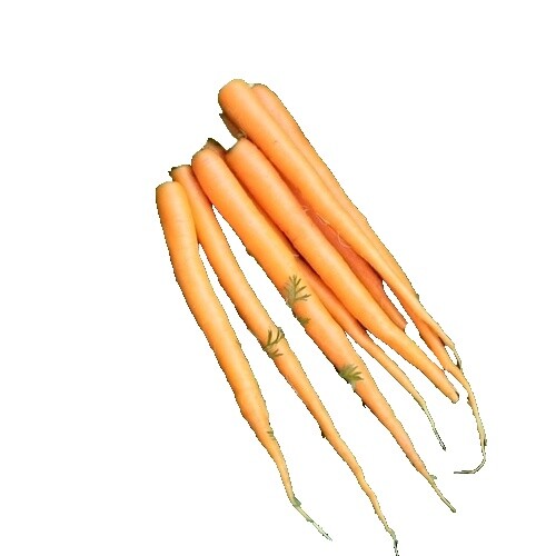 Graines De Carotte Nantaise Améliorée 3 Race Tam Tam - Vilmorin - Daucus