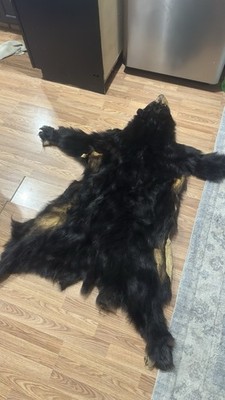 Bear Hide (Tanned) with Rug Foam. New.