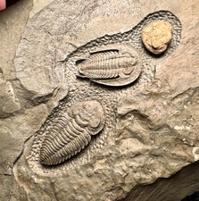 Perrector falloti & Daguinaspis sp. Trilobite Plate Exceptional Triple Fossil