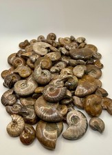 25 Quality Whole Iridescent Ammonite Fossil, Mahajanga, Madagascar, 1.25 a piece
