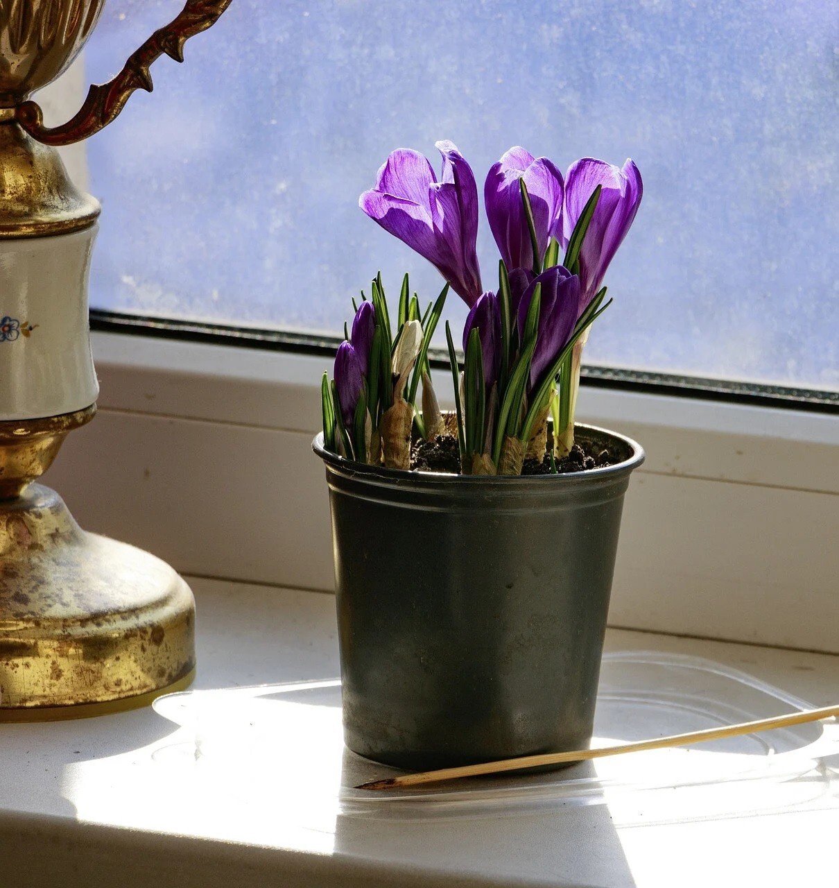 SAFFRON CROCUSSATIVUSJUMBO SIZE FLOWER BULBSFALL BLOOMHARDY