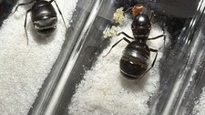 EASTER SALE N Myrmecocystus Placodops Queen Ant 2026 - Insect feeders - HEALTHY