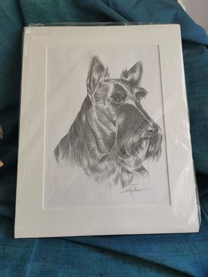 Original Pencil Drawing Of A Scottish Terrier, Signed, Mounted Ready To Frame