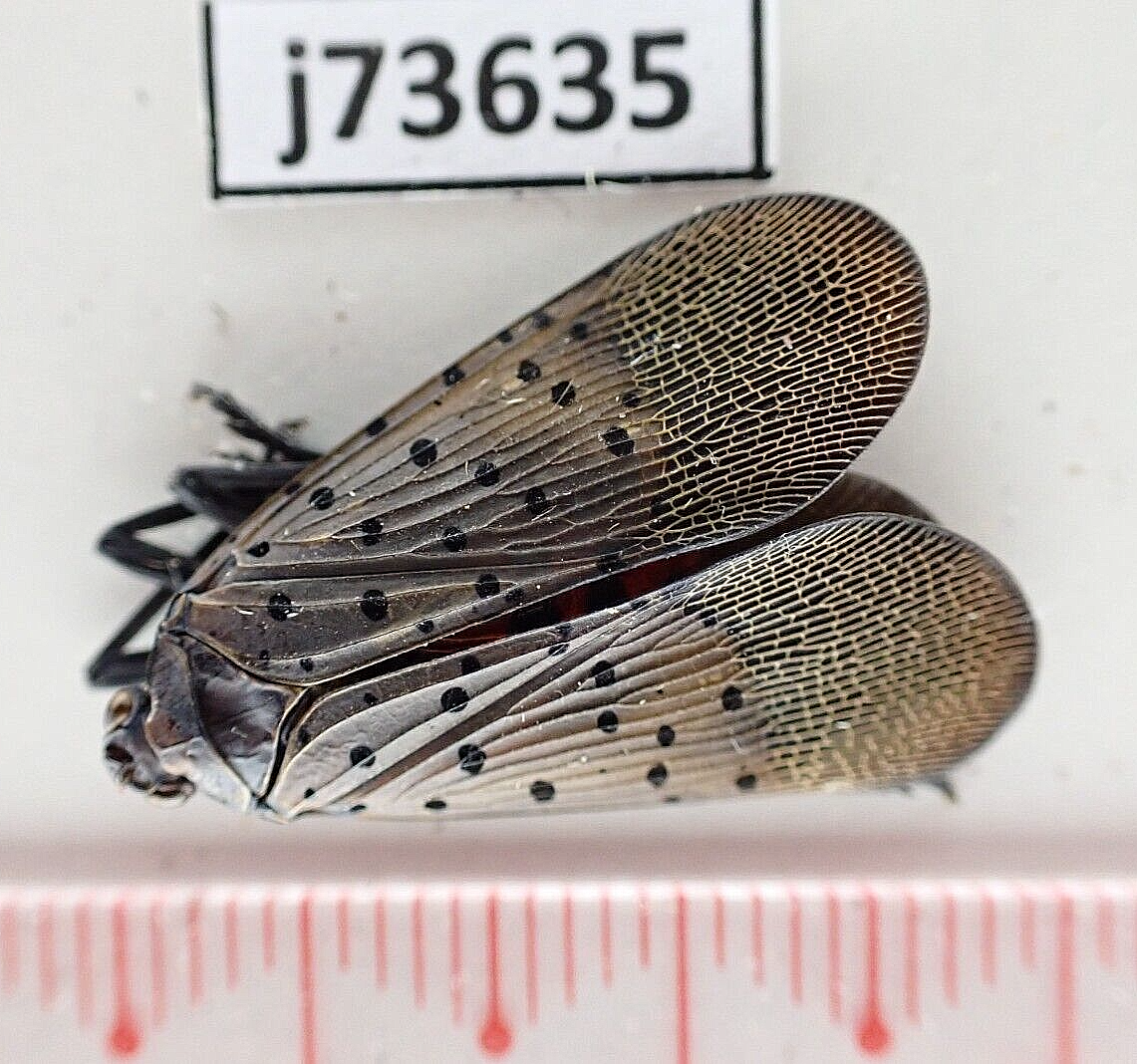 北北西に曇と往け = NORðNORðVESTUR,INN Í SKÝJABA… j73635. Insects, butterflies: Fulgoridae sp. North Vietnam
