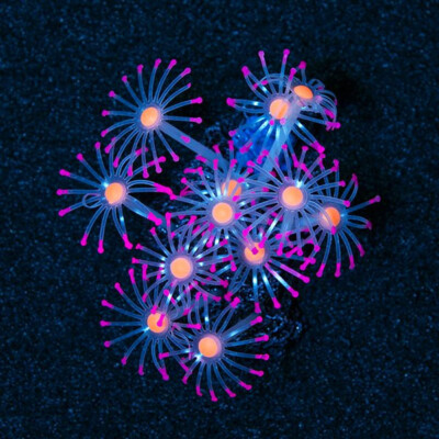 Aqua Culture Star Polyp Glows Under Blue Light Aquarium Decor