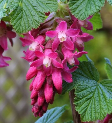 Blut Zierjohannisbeere King Edward VII 80-100cm - Ribes sanguineum