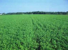 Bulldog 505 Alfalfa Seed