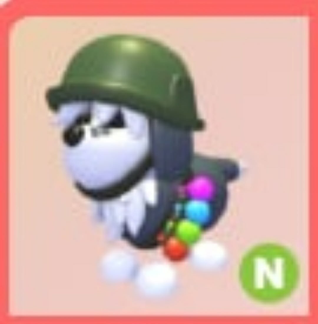General Sheepdog | NFR | MFR | Adopt Now