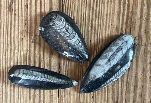 3 Nautiloid Fossilized ORTHOCERAS Polished Morocco 350MYA Devonian