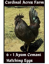 6 1 Ayam Cemani Hatching Eggs from Cardinal Acres Farm