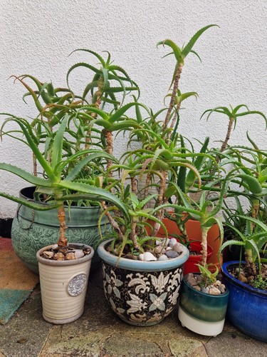 Aloe Candelabra, Aloe Arborescens, Krantz Aloe, potted 30cm - Picture 4 of 4