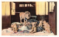 Roosevelt Lion Group Smithsonian Institution 1934 Vintage Postcard-K2-24