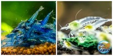 5 1 Blue Dream  5 1 Snow Ball Freshwater Neocaridina Aquarium Shrimp
