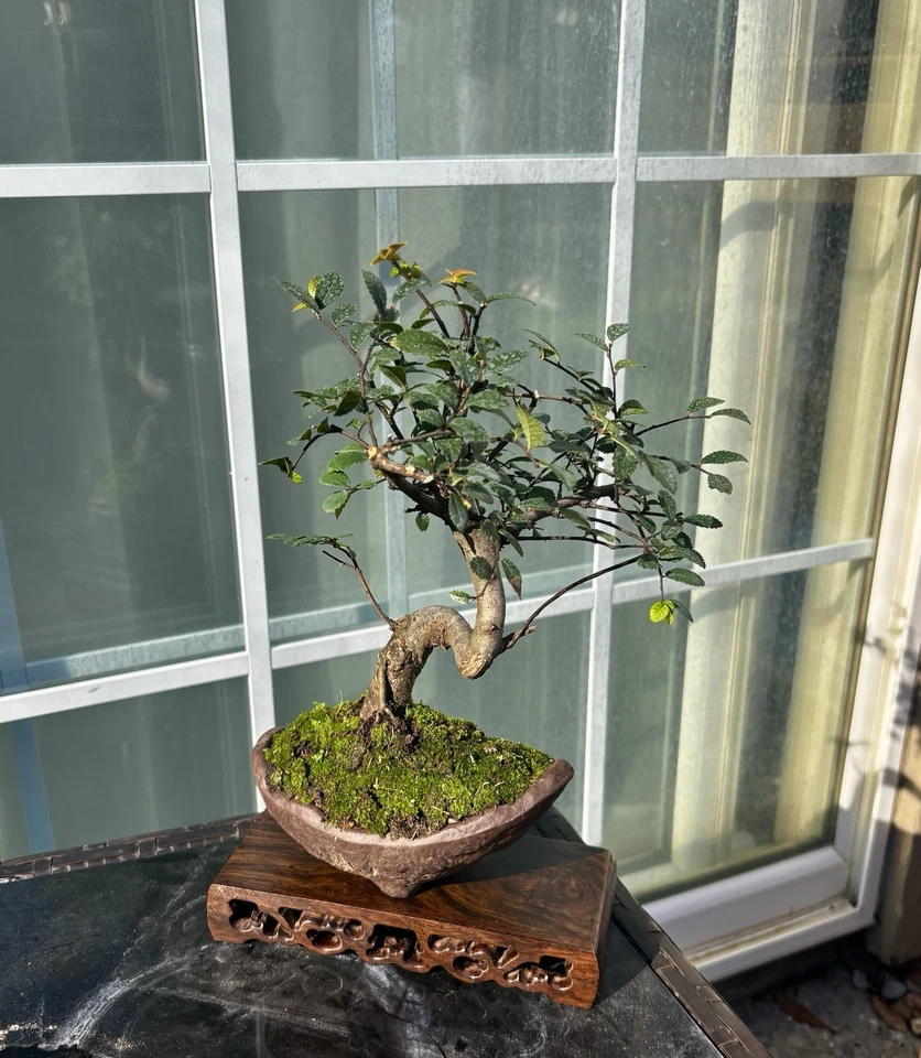 CHINESE ELM BONSAI TREE IN PREMIUM  DRAGON POT- FREE SHIPPING - Image 4 of 4