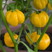 Jamaican Yellow Scotch Bonnet. 10  Untreated Fresh Pepper Seeds. Free Shipping!