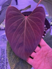 Anthurium Kunayalense X Portillae “Dorito” Form Small Prop Velvet Leaf Plant