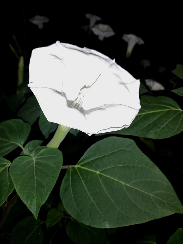 MOONFLOWER ANGEL TRUMPET 100 SEEDS~HUGE BLOOMS~EASY TO GROW 🪴 FREE SHIPPING - Image 2 of 4