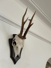 Antlers of a Roe Deer, pointy C22 Mounted Real Taxidermy  horns Decoration