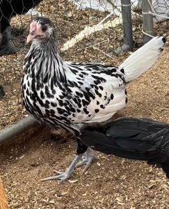 12+ Silver Spangled Hamburg Hatching Eggs