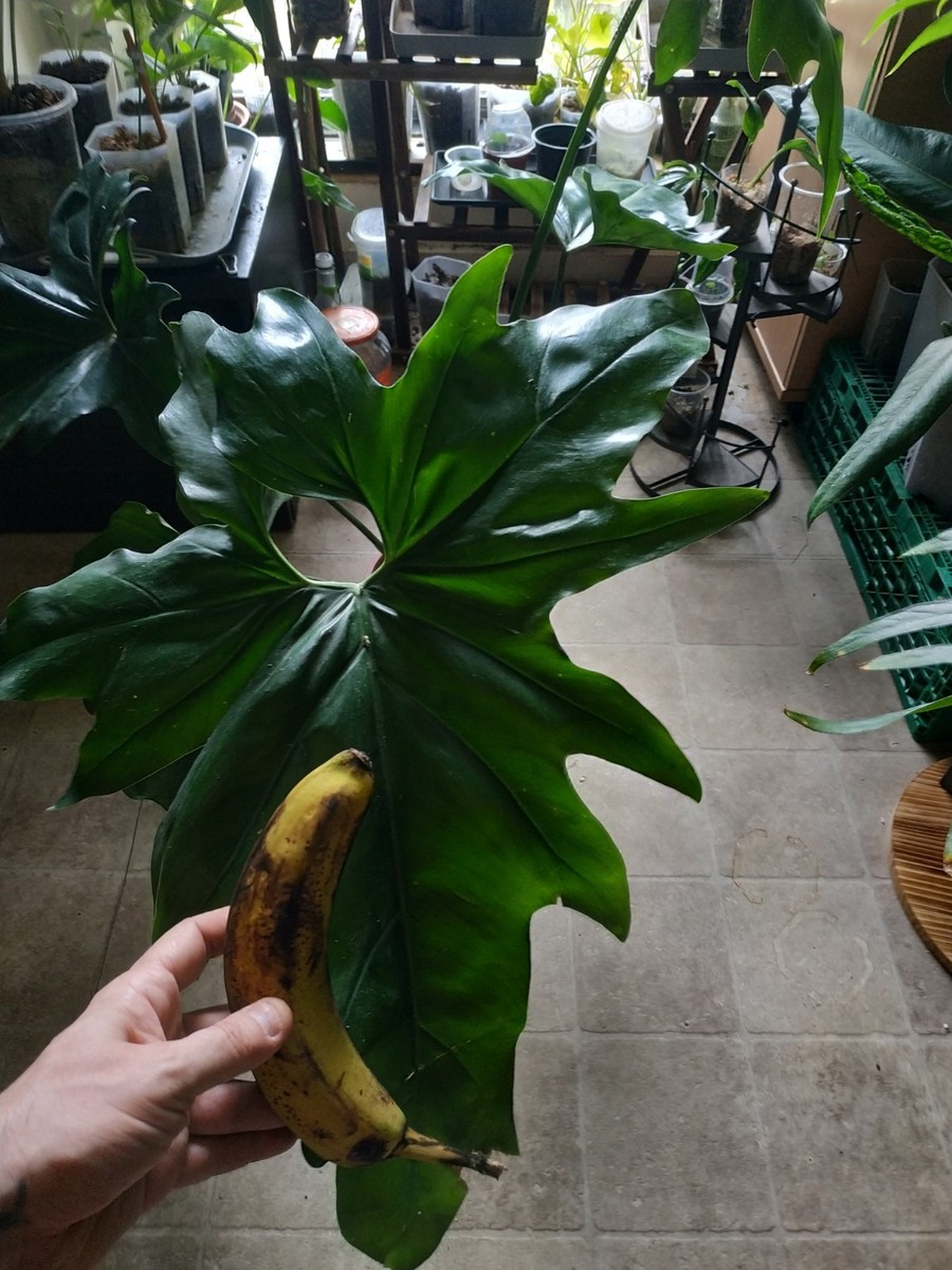 Huge Philodendron Angela / Thaumatophyllum African Fantasy | eBay UK