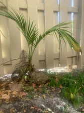 Coconut Tree (Green) Live Palm Sprouted Ready To Plant 4 feet tall 
