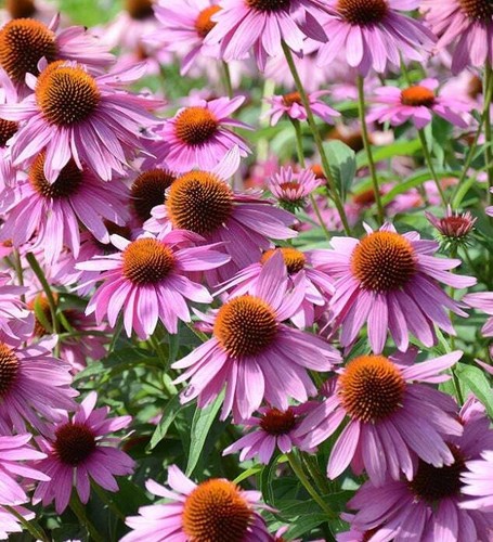 Purple Coneflowers - Seeds - Organic - Non Gmo - Heirloom Seeds – Flower Seeds