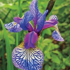 Siberian Iris - Shakers Prayer - Cottage garden perennial - 1 x bareroot