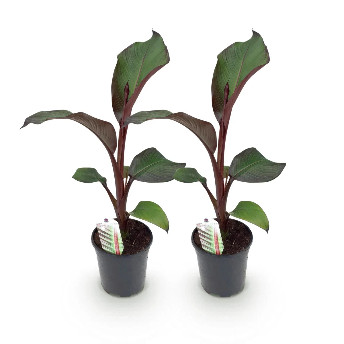 Rote Banane online kaufen | eBay.de