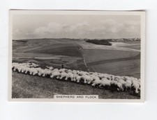 Photographic cigarette card 1938. #05 Sheep grazing on East Brighton Golf Course