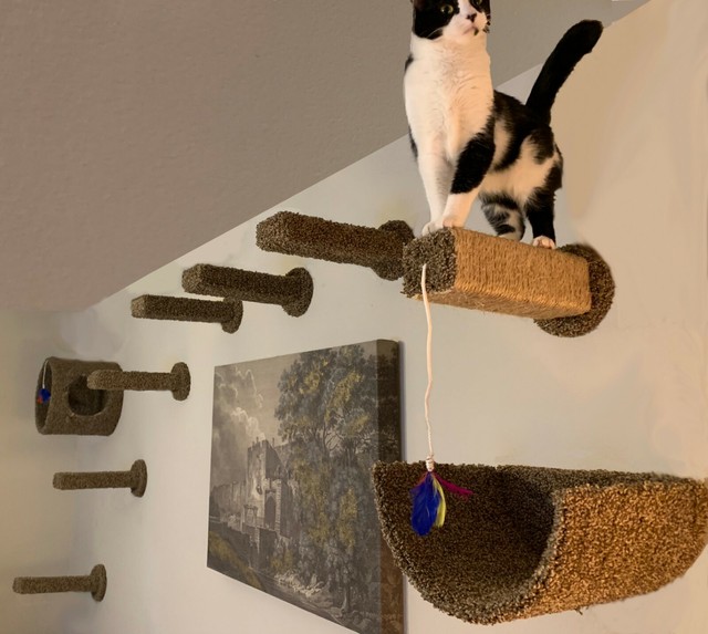 cat wall mounted steps
