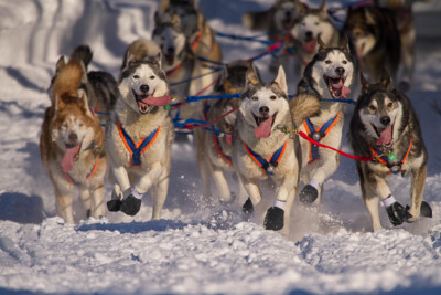 Iditarod Huskies Pulling Dog Sled Photo Art Print Poster 18x12