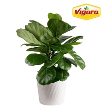 Fiddle Leaf Fig Indoor Plant in 8.75 In. White Decor Pot, Avg. Shipping Height 1