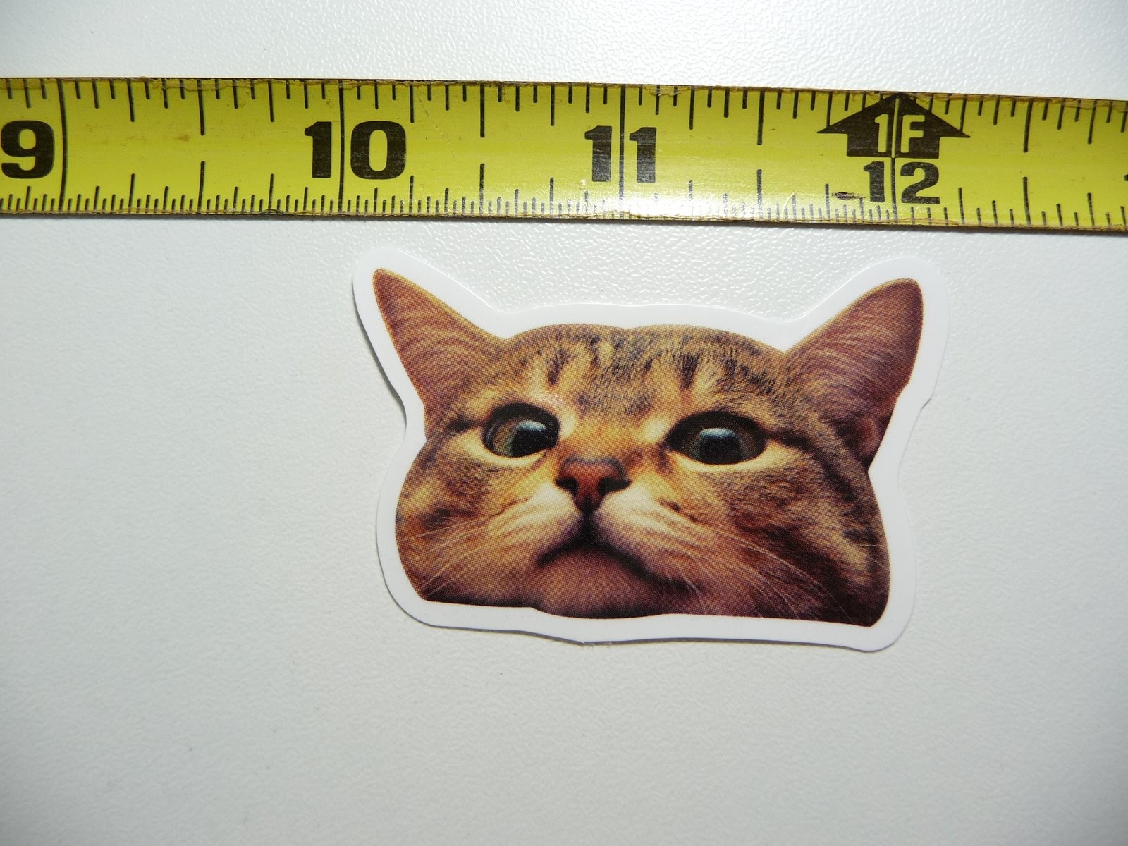 HEAD SHOT CAT DECAL STICKER FELINE PET HOUSE KITTEN